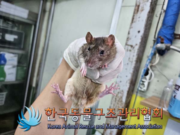 종료(입양) 랫트의…